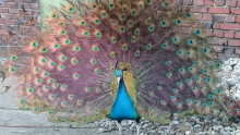 Pfau