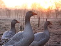 Frnkische Landgans